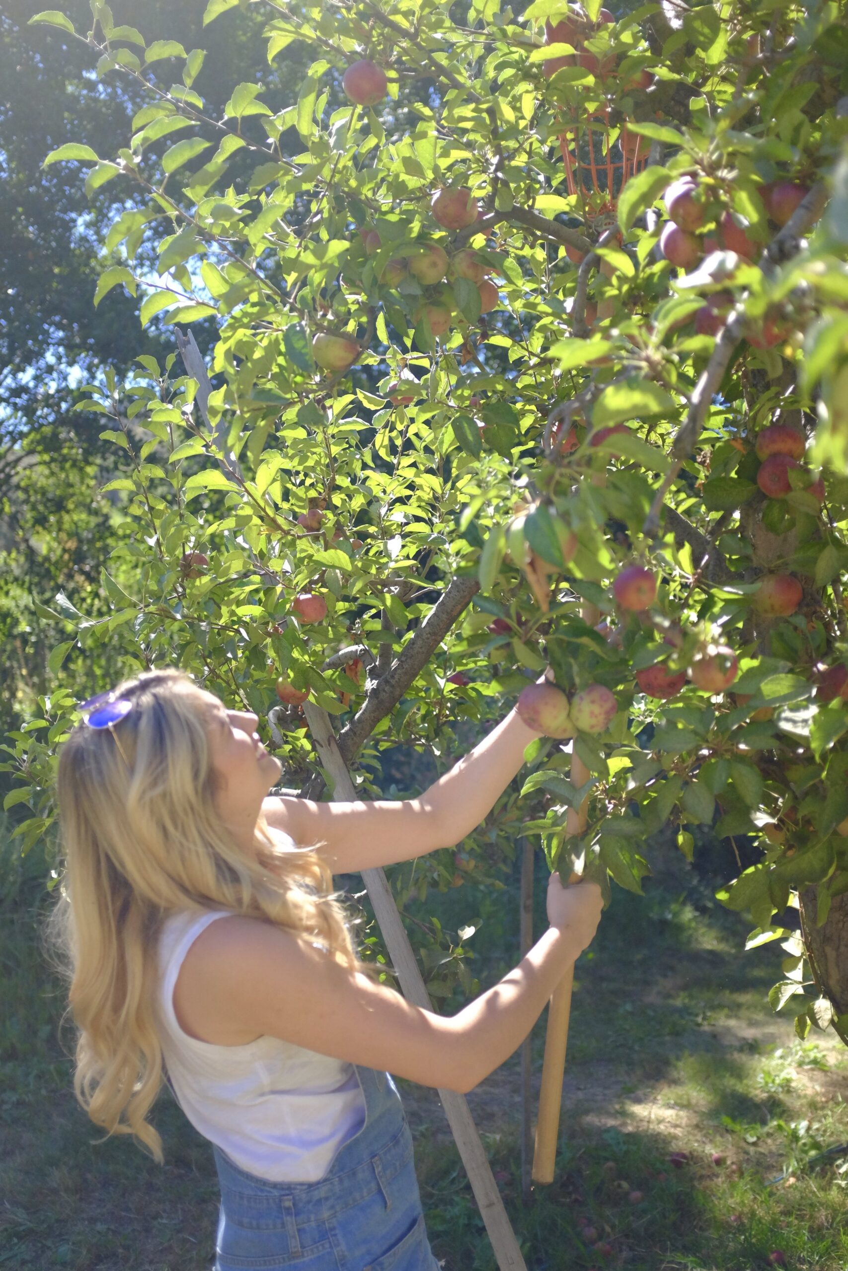 Apple Picking | Kaci Nicole