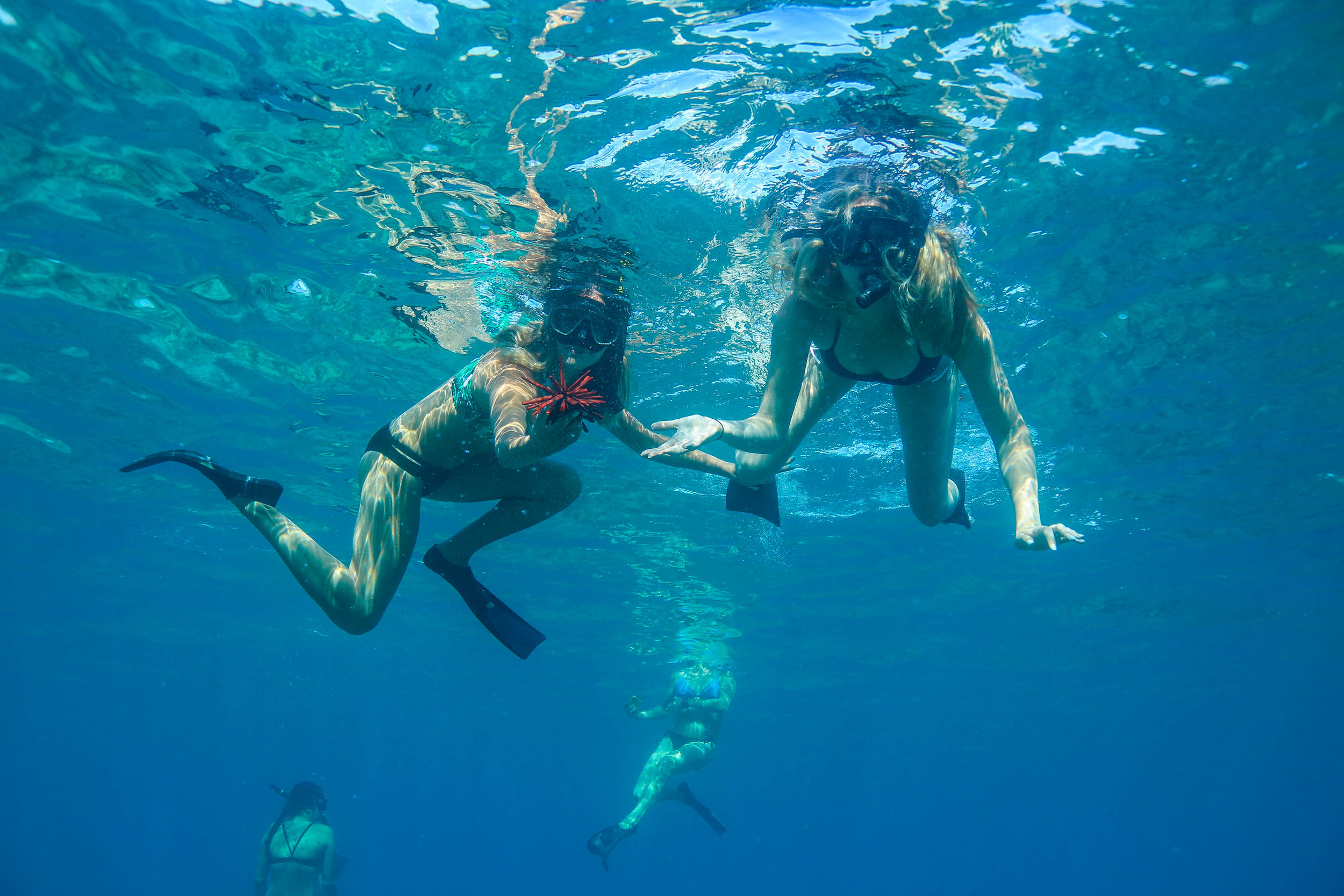 Swimming With Dolphins - 13 Things To Do On Oahu | Kaci Nicole