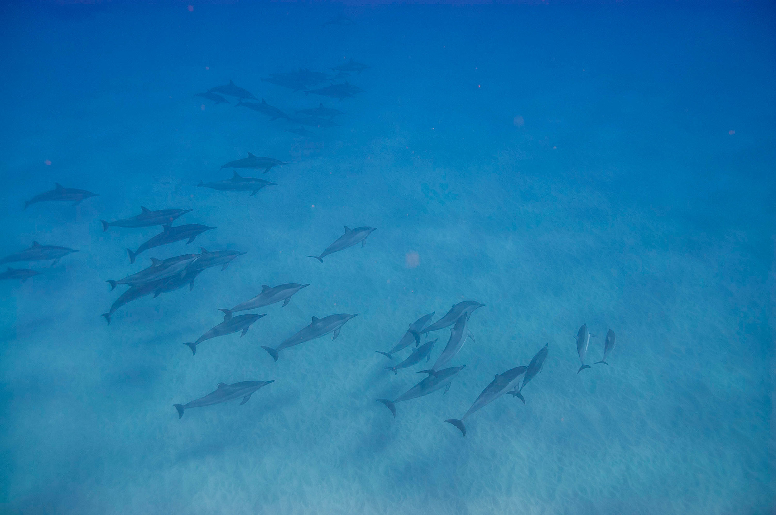 Swimming With Dolphins - 13 Things To Do On Oahu | Kaci Nicole