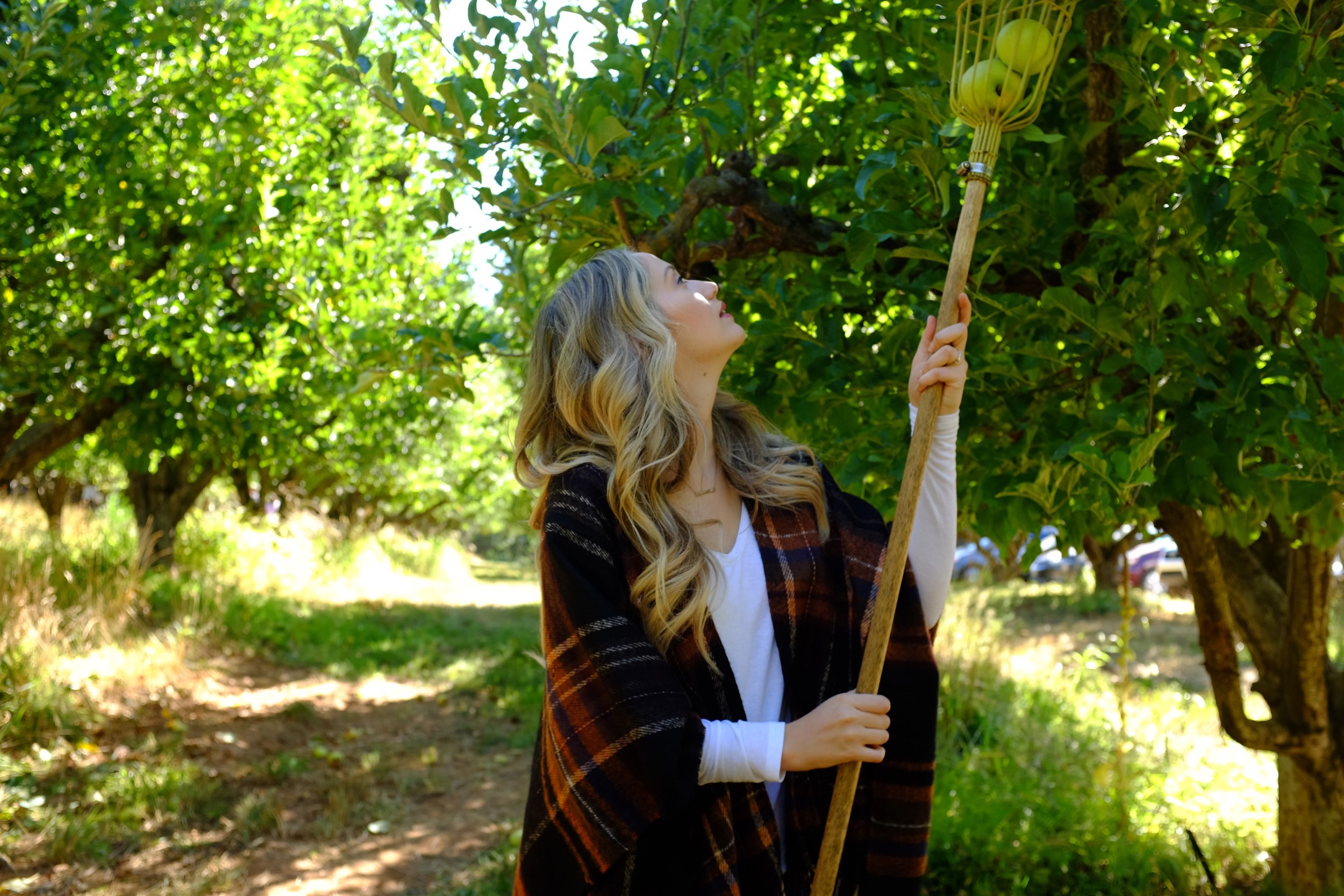 Apple Picking at Apple Hill | Kaci Nicole