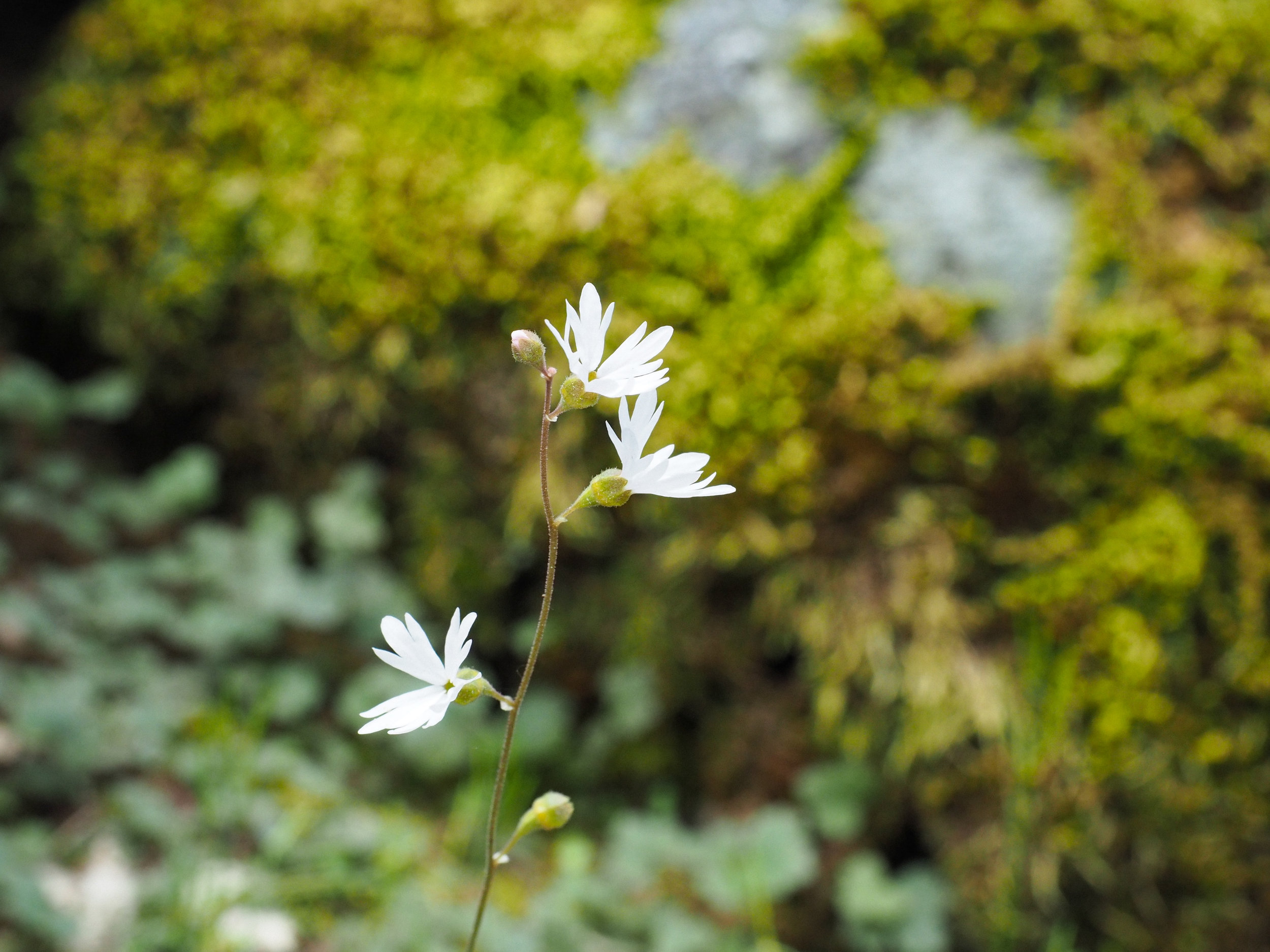 Delicate White Flower |Kaci Nicole.jpg