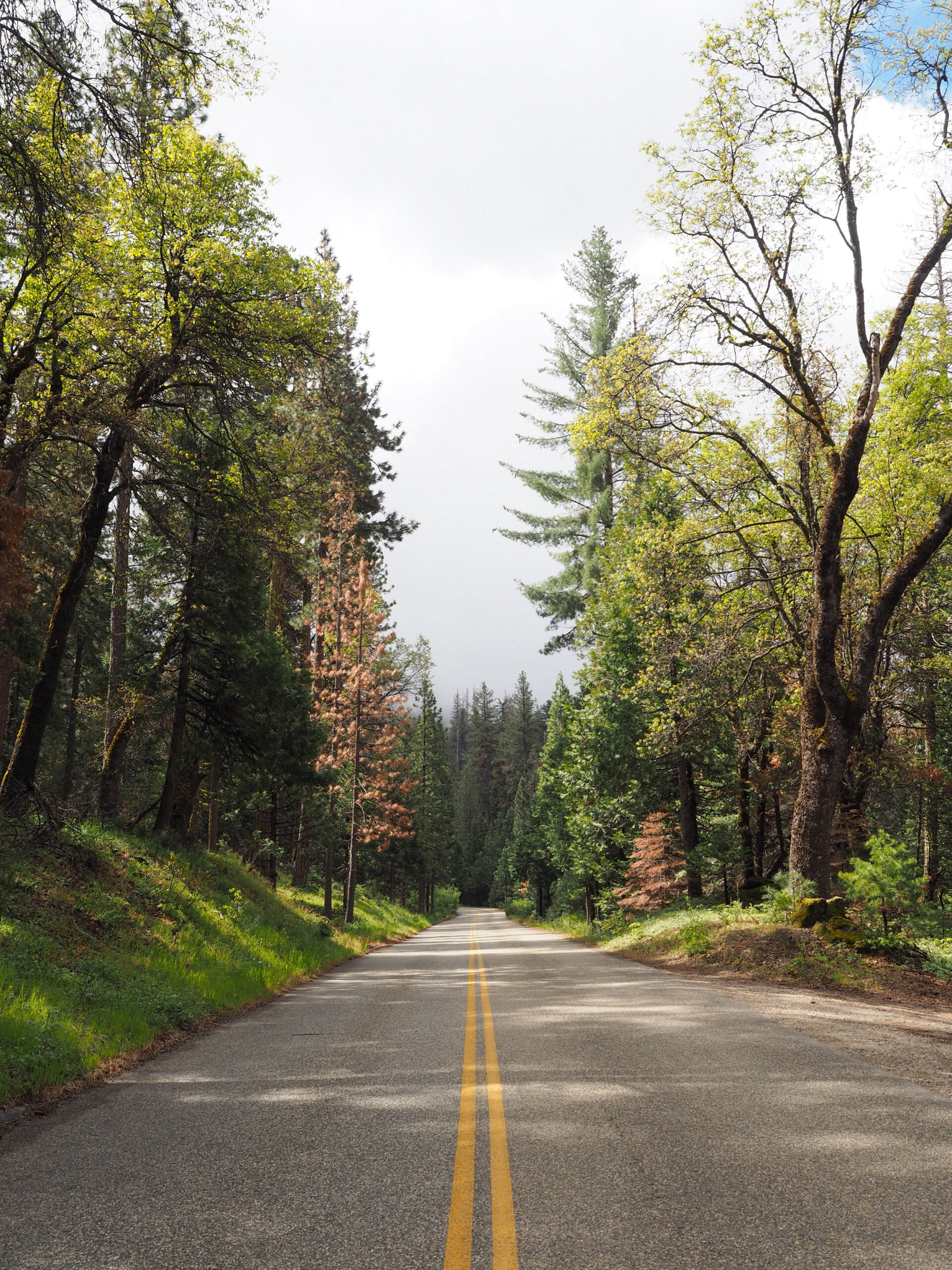 Drive to Yosemite | Kaci Nicole.jpg