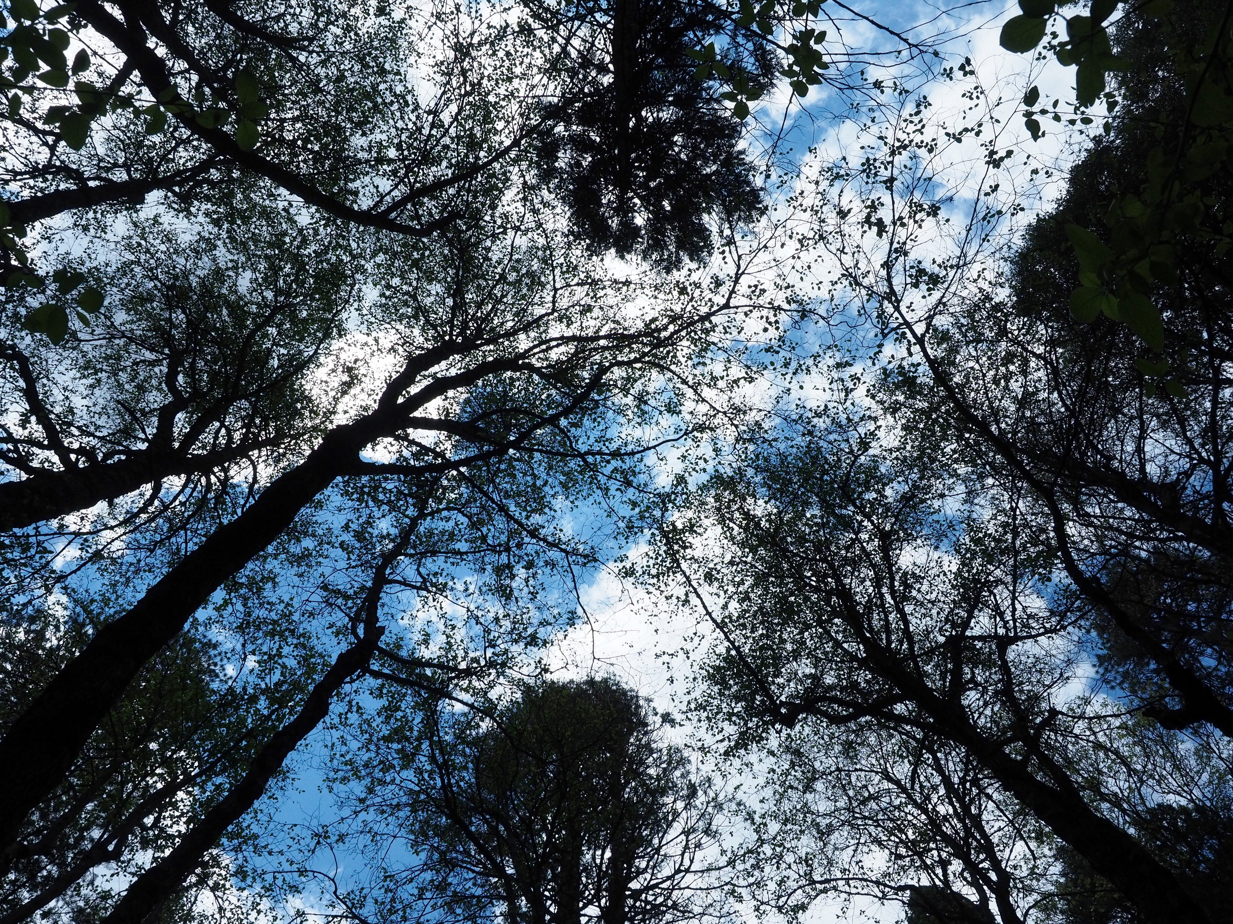 Sequoias and Sky | Kaci Nicole.jpg