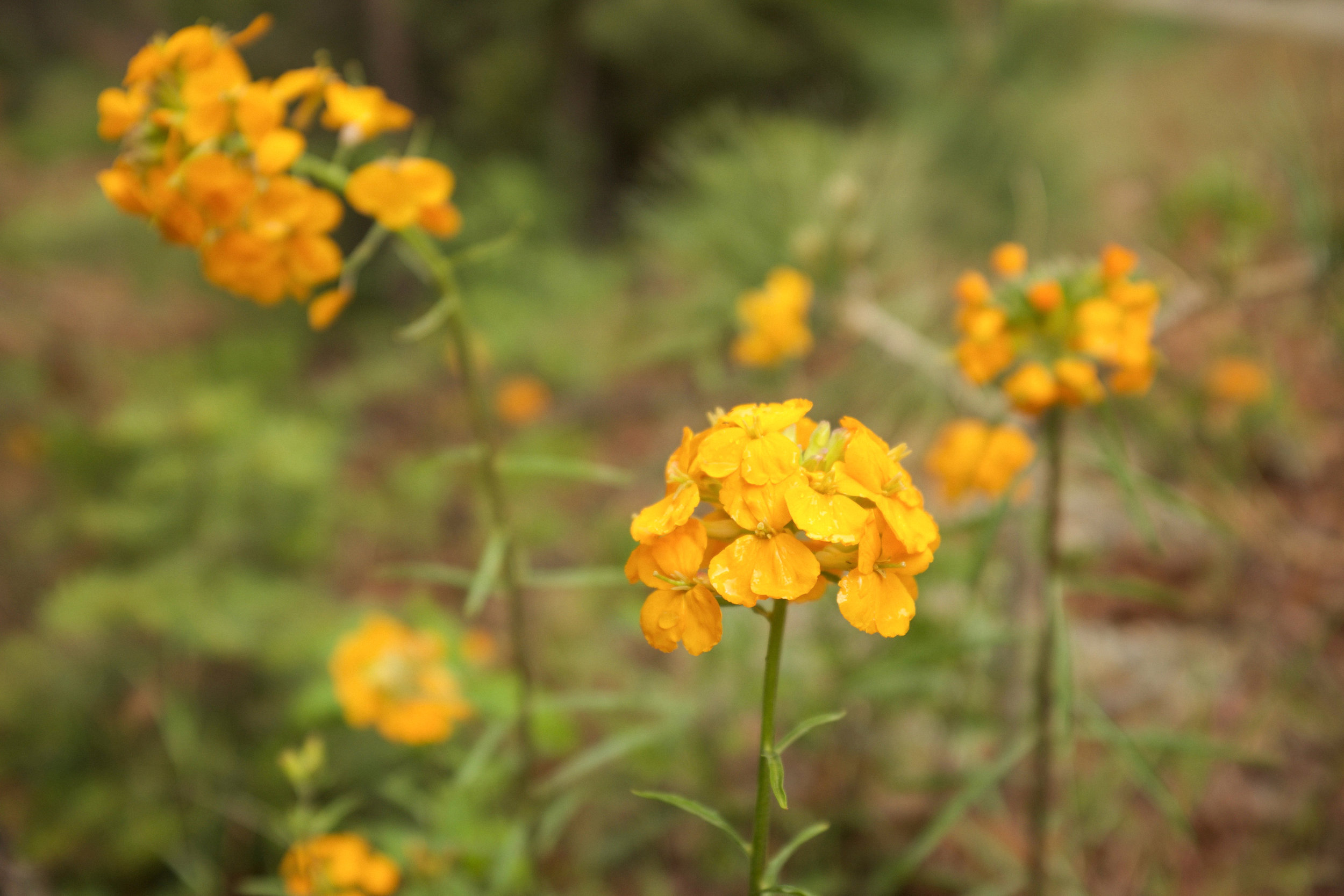 Yosemite Wildflowers | Kaci Nicole.jpg