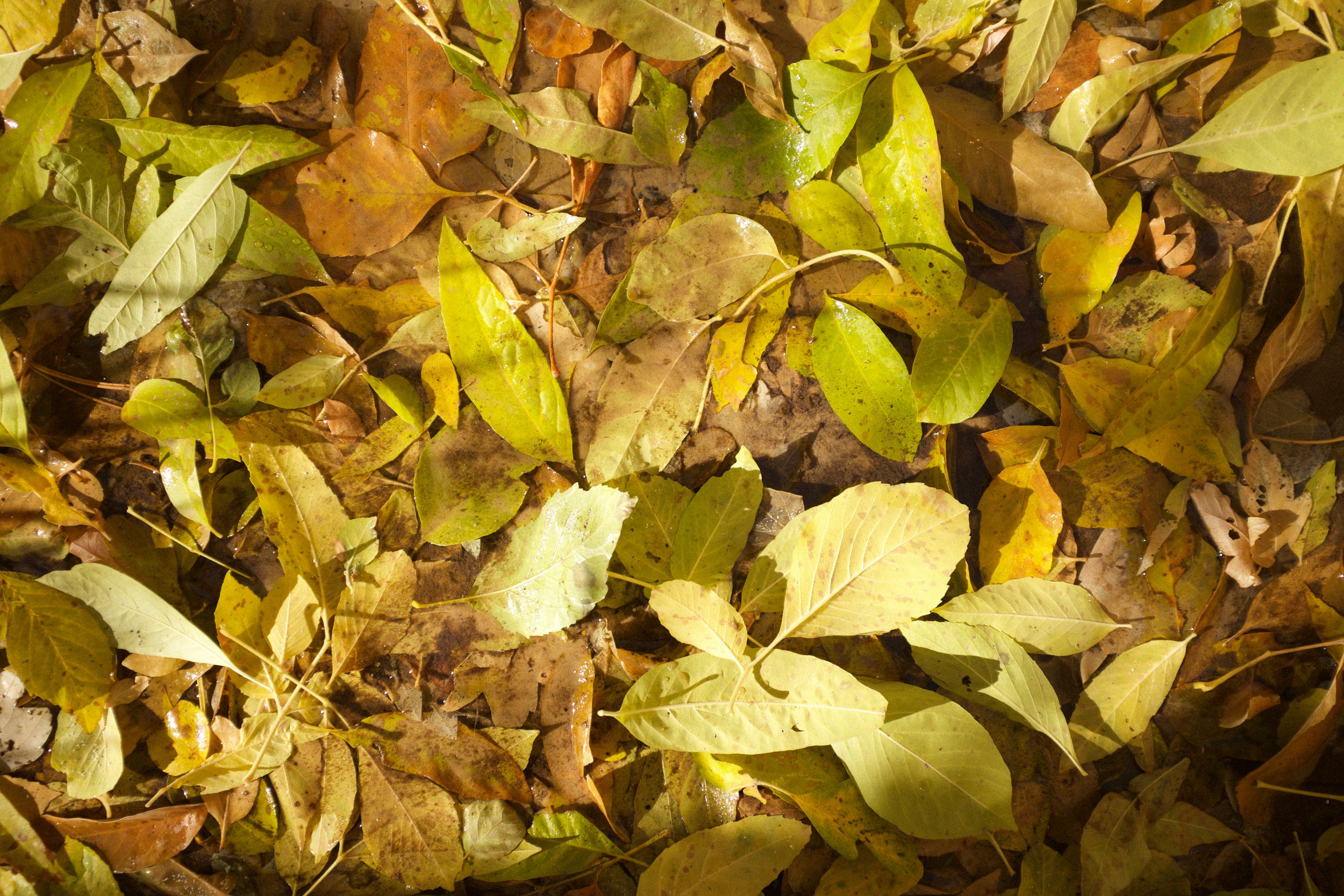 Fall Foliage at Zion | Kaci Nicole.jpg