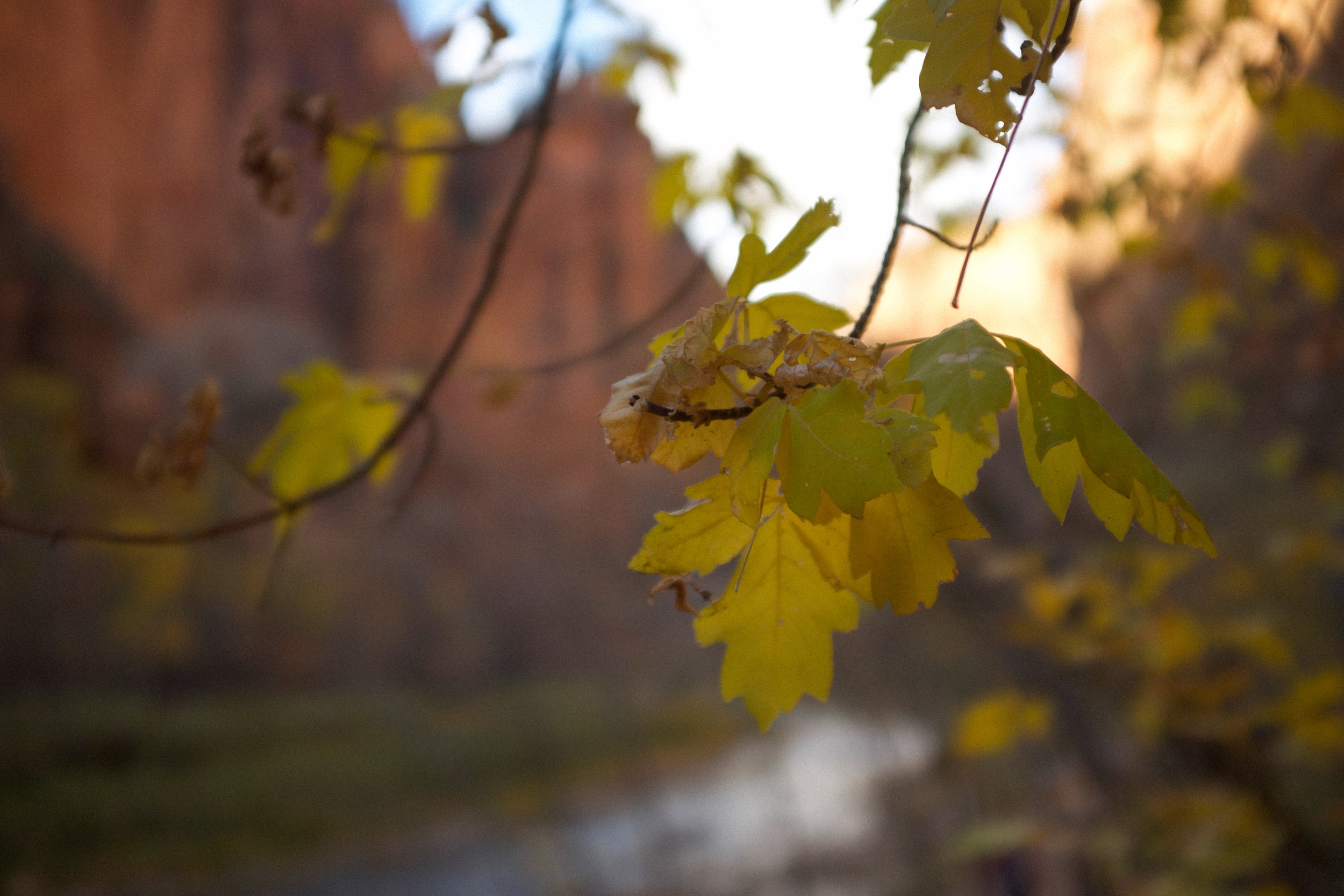 Leaves at Zion National Park | Kaci Nicole.jpg